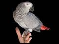 Cosmo the African Grey Parrot 