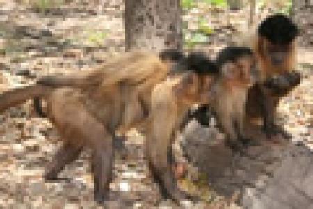 Capuchin monkeys